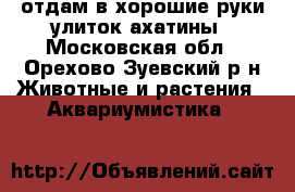 отдам в хорошие руки улиток ахатины - Московская обл., Орехово-Зуевский р-н Животные и растения » Аквариумистика   